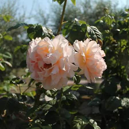 Su Recreu Farm stay